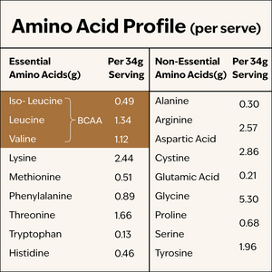 Dutch Cocoa 22g Plant Protein