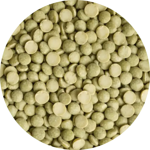 Pea Protein